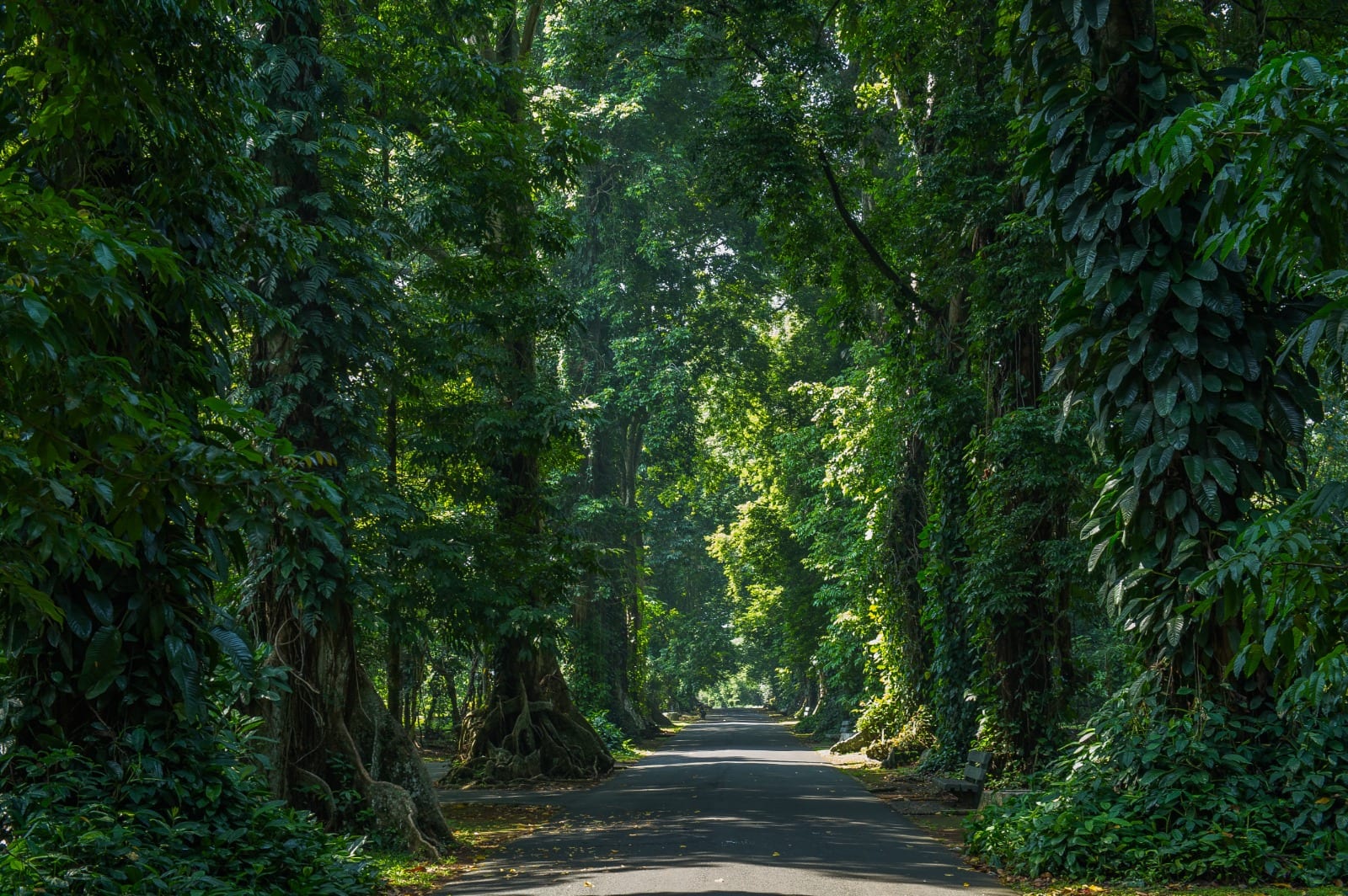 Jalan Kenari at the botanical gardens