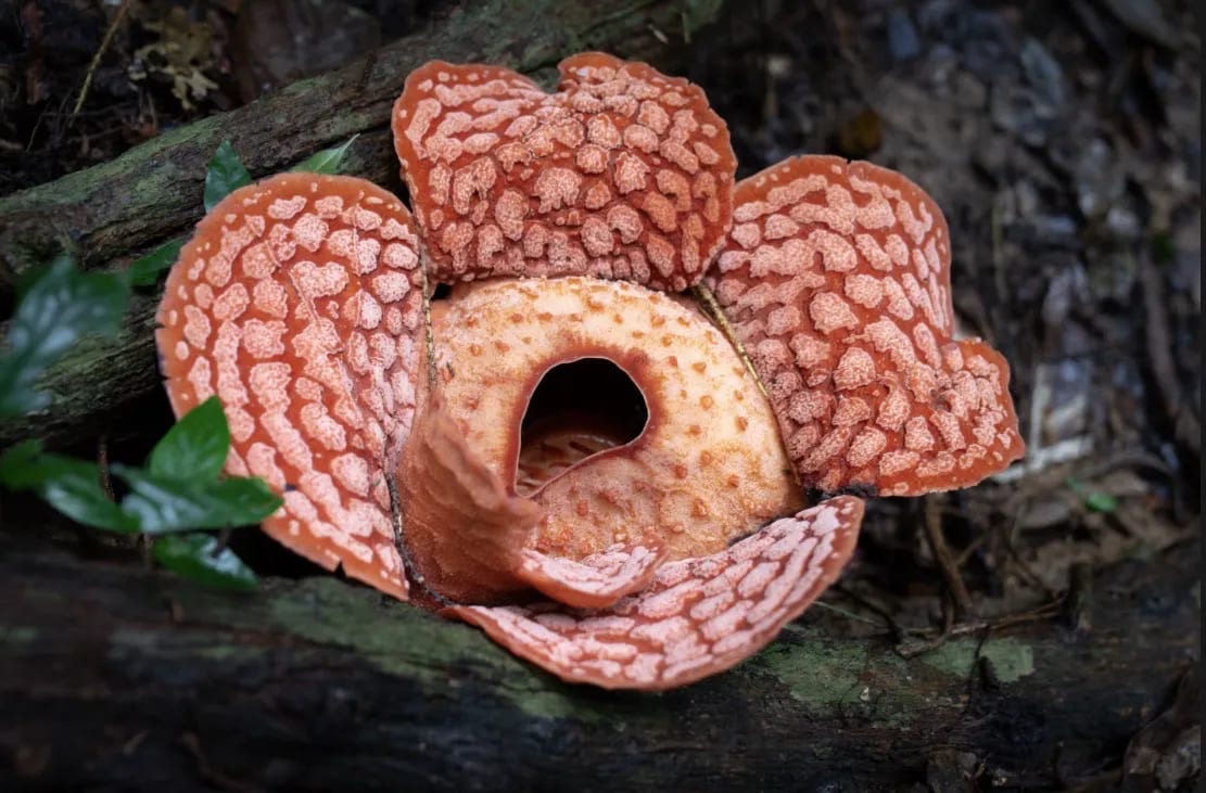 Rafflesia arnoldii in bloom
