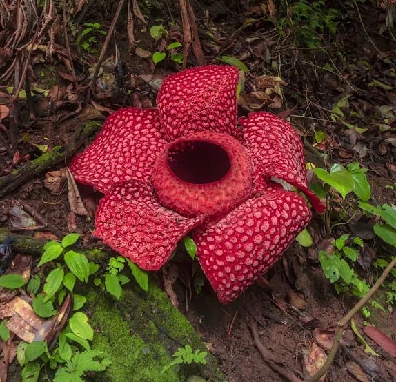 Rafflesia arnoldii