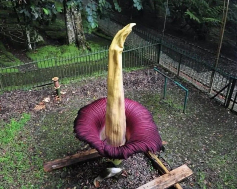 Bunga bangkai (corpse flower)